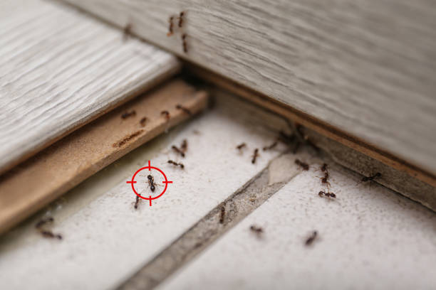 Best Pest Prevention Services  in Tillamook, OR